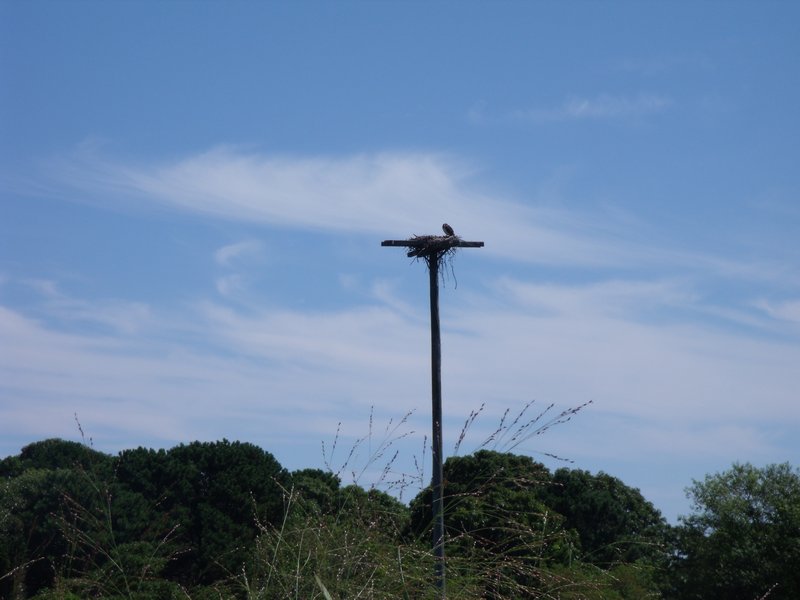 Osprey Nest at Felix Neck Sanctuary