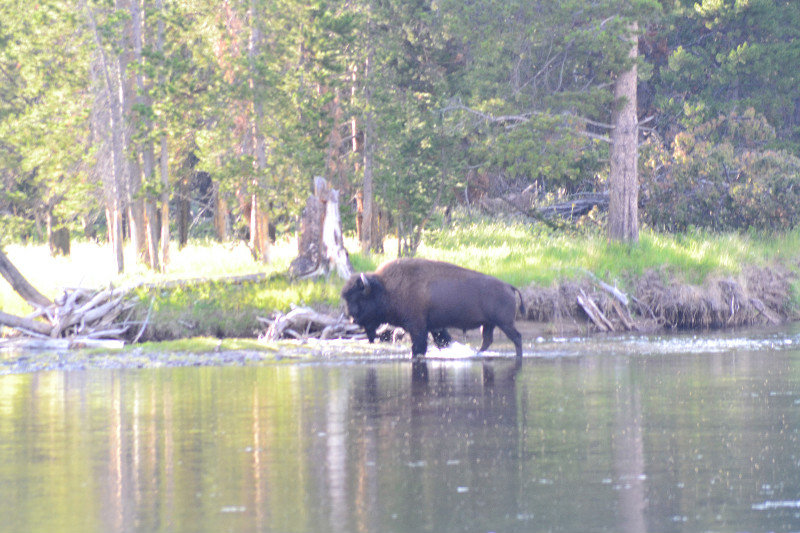 Bison Making a River Crossing