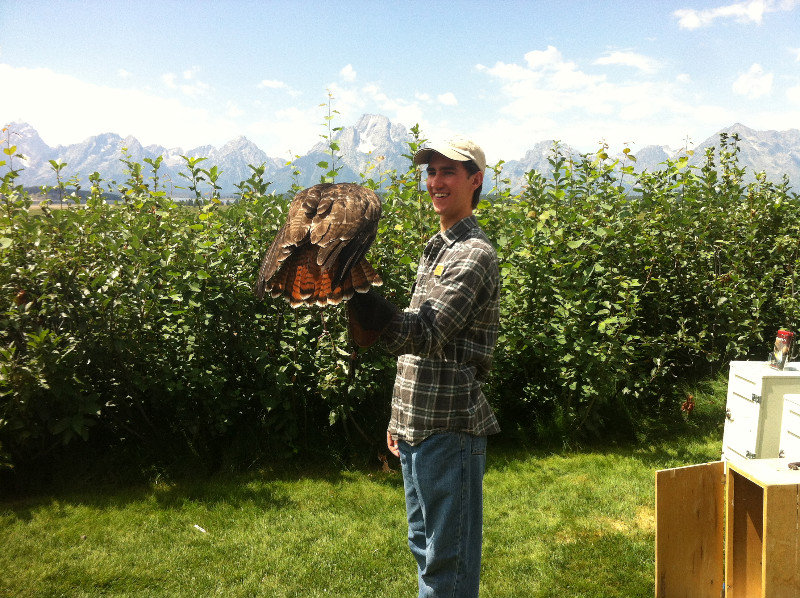 Rescued Red tailed Hawk at Jackson Lake Lodge