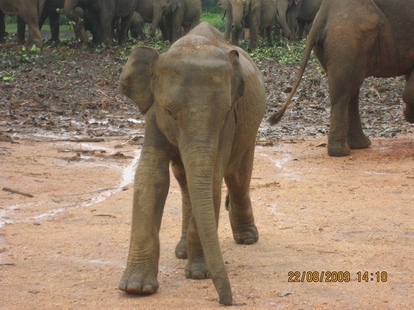 Baby at the Elephant Orphanage