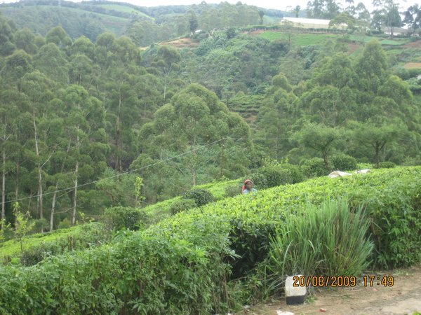 Tea Plantation, Nuwara Eliya