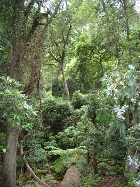 Rainforest near Lakes Entrance