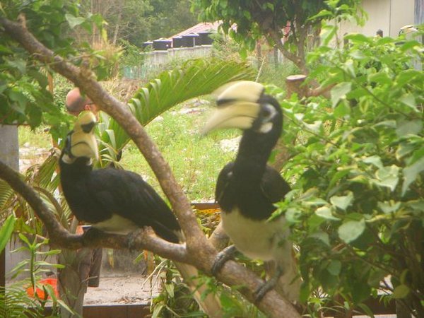 Hornbills