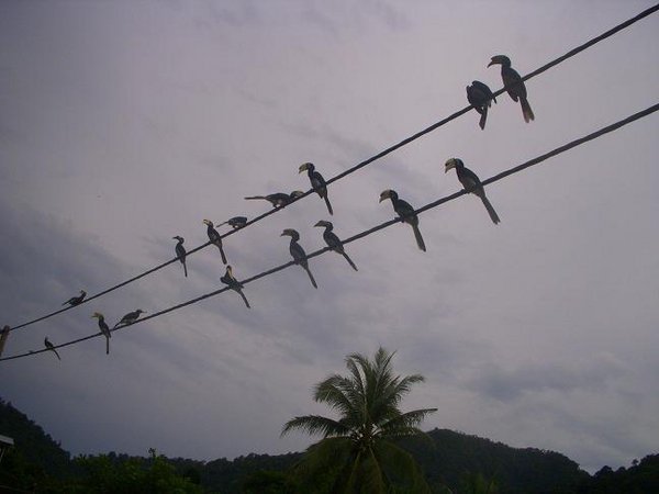 Hornbills on the Wire