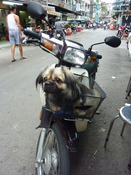 Dog on his bike