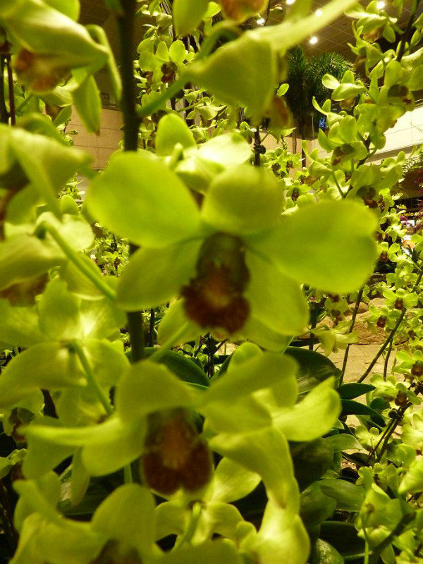 orchids changi