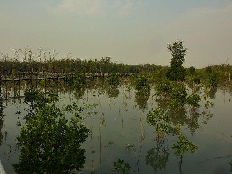 Mangrove wetlands