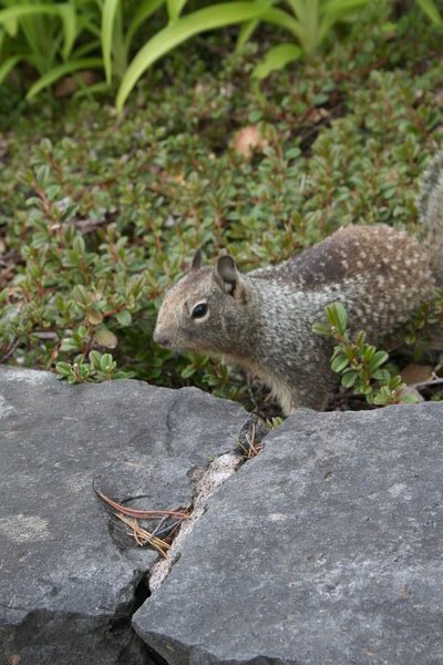 Squirrel at Bonneville Dam