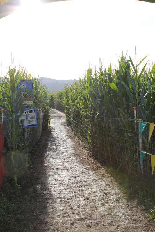 Muddy Corn Maze