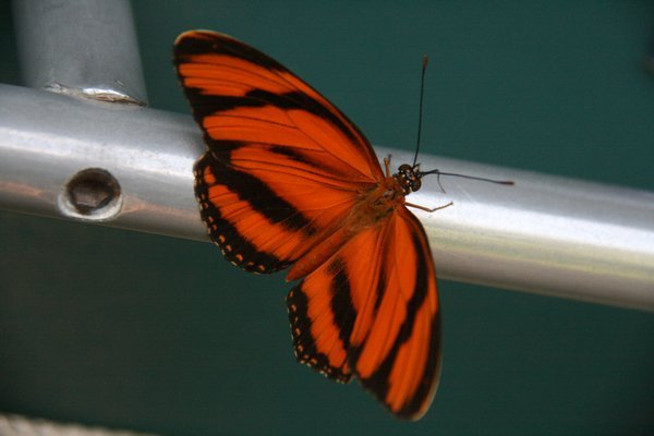 und Schmetterlinge