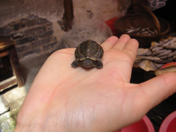 tiny turtles for sale