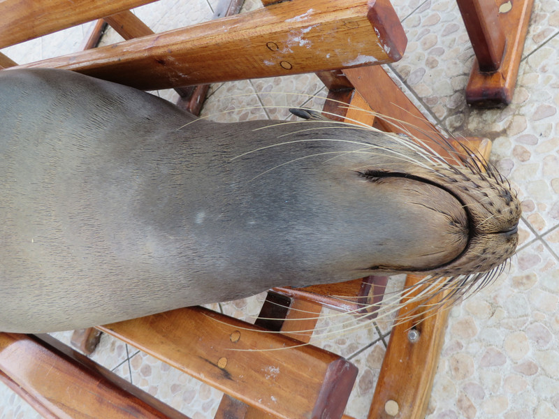 Sea lion, Isla Santa Cruz