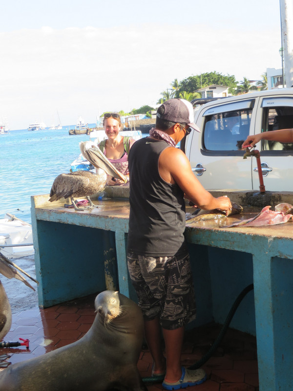 Fish Market, Isla Santa Cruz