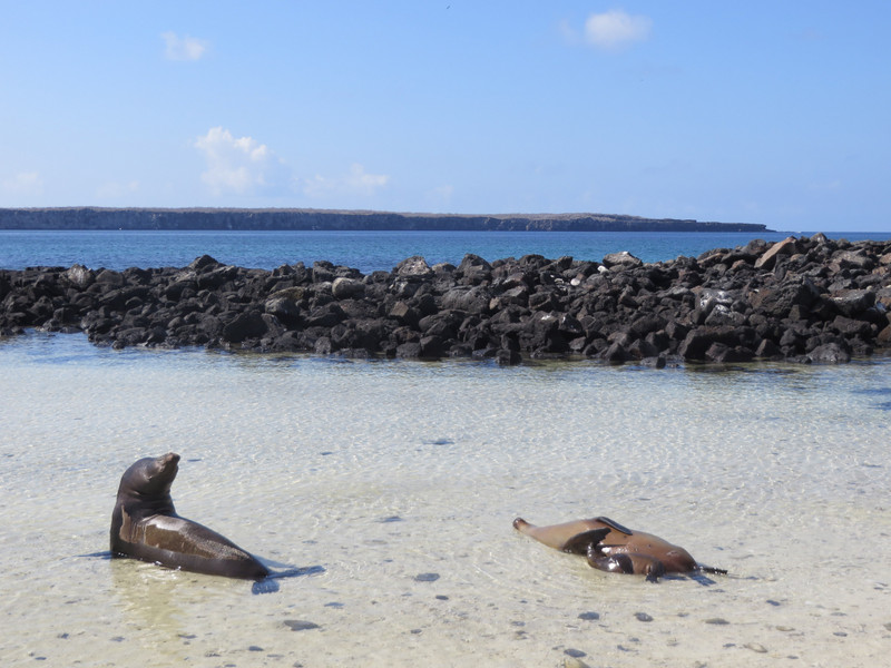Sea lions, Isla Genovesa 