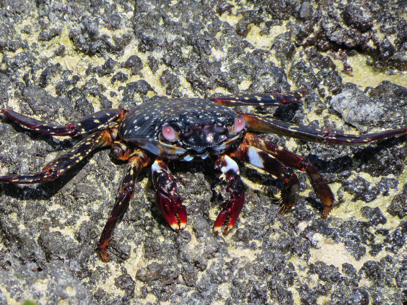 Crab, Isla Genovesa 