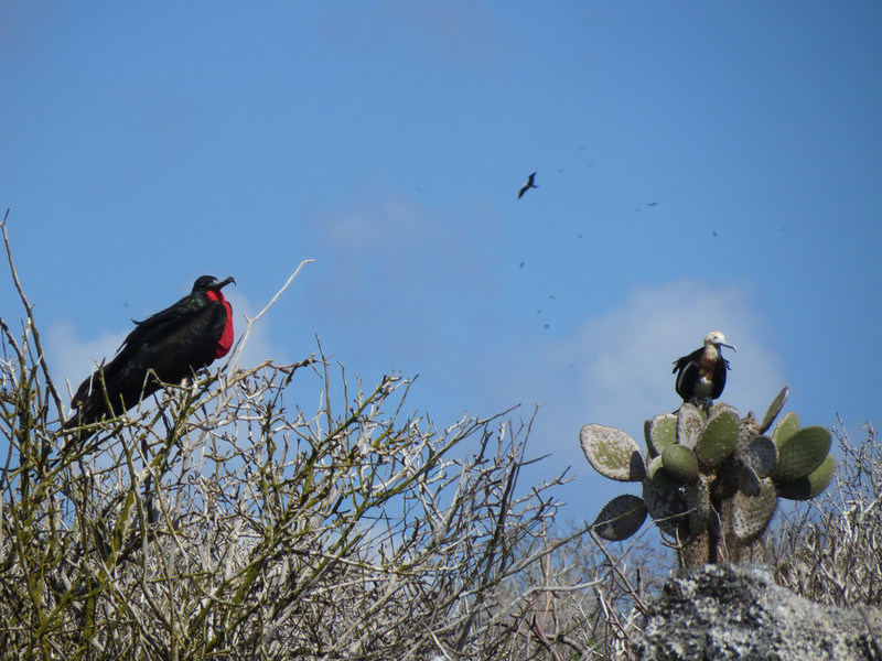 Frigate birds, Isla Genovesa 