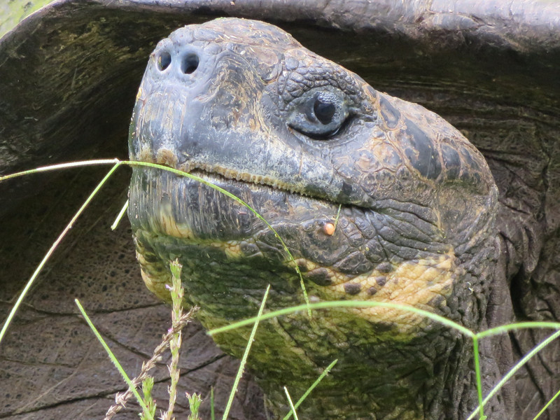 Tortoise, Isla Santa Cruz