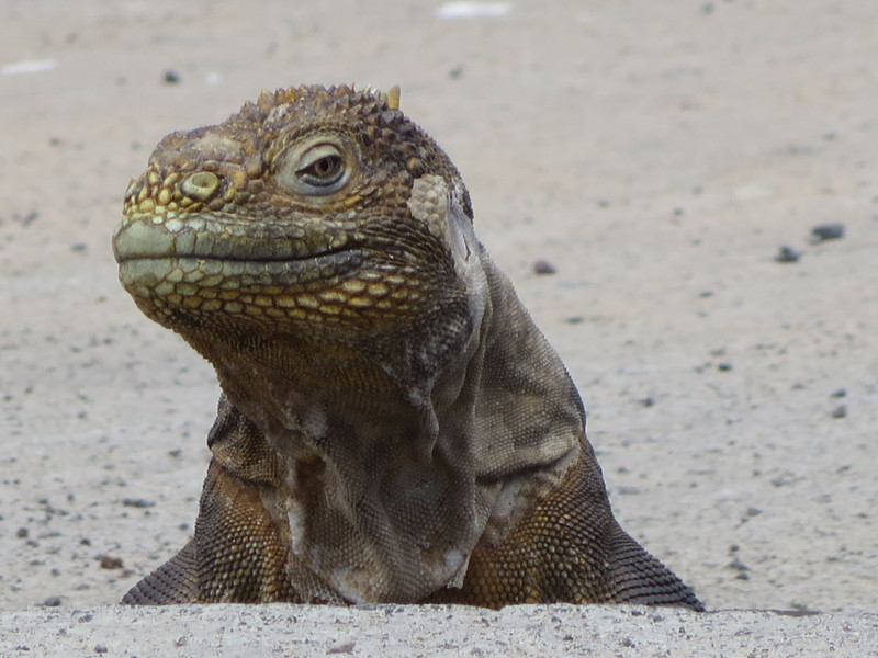 Land iguana, Isla Santa Cruz