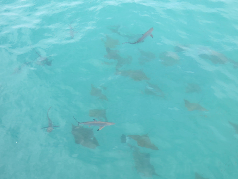 Black-tip sharks and rays, Isla Santa Cruz