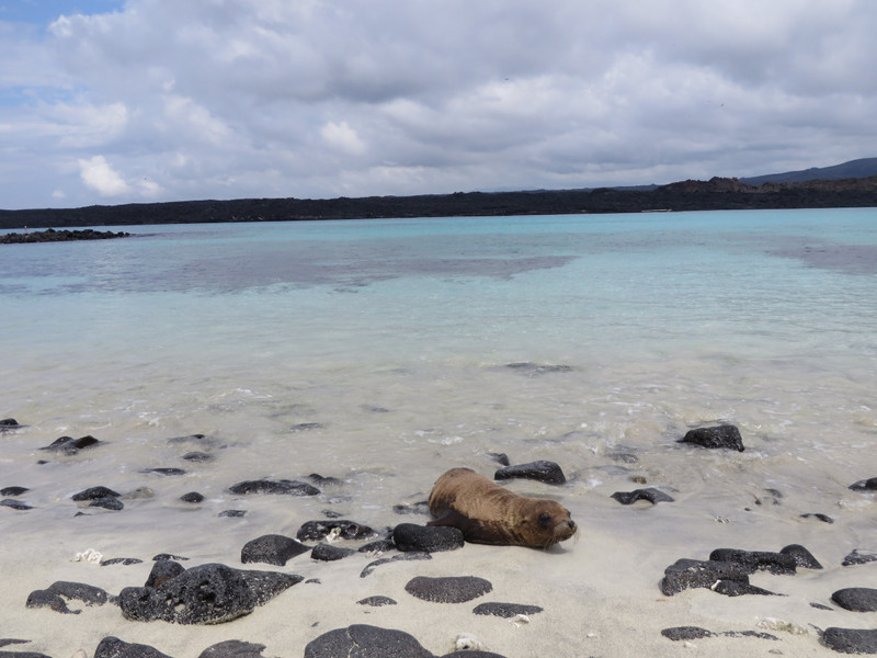 Sea lion, Isla Santiago