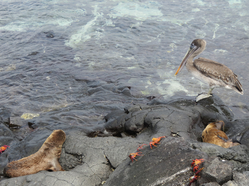 Sea lions, crabs and pelican, Isla Santiago