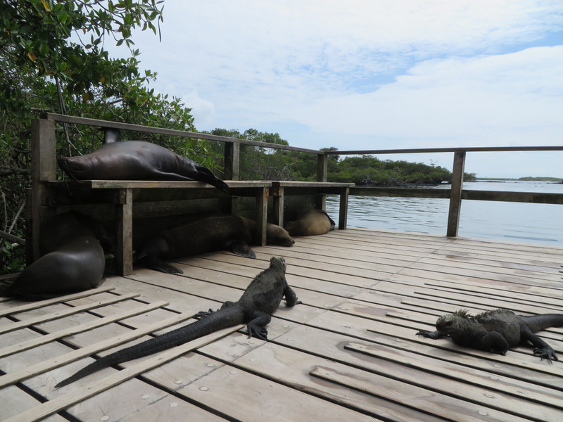 Sea lions and marine iguanas, Isla Isabela