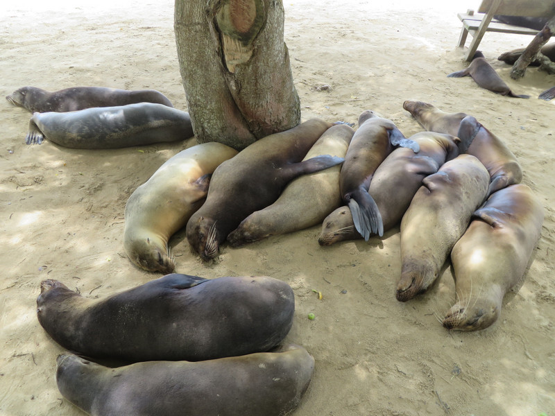 Sea lions, Isla Isabela