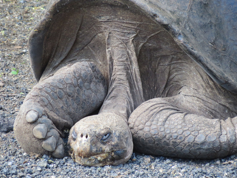 Tortoise, Isla Isabela