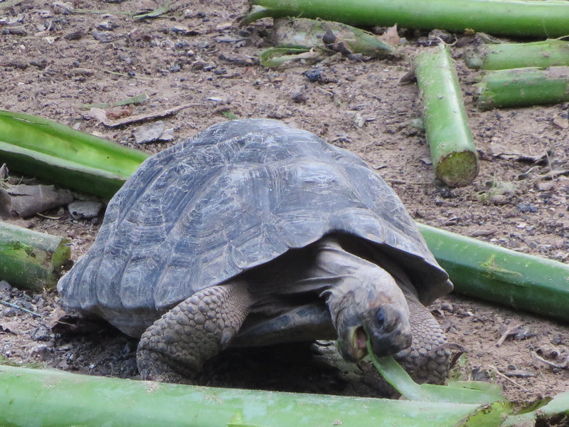 Juvenile tortoise, Isla Isabela