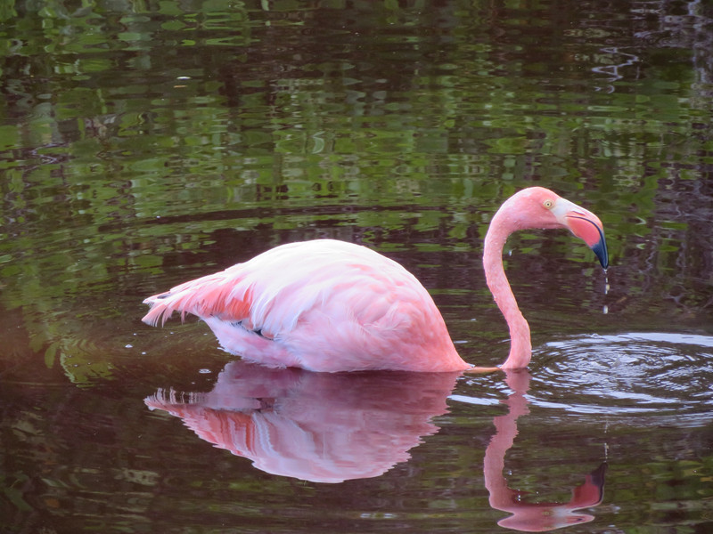 Greater flamingo, Isla Isabela