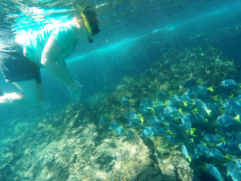 Yellowtail Surgeonfish, Isla Fernandina