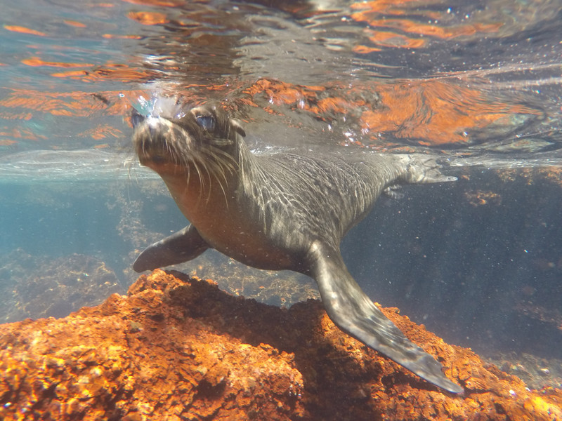Sea lion, Isla Fernandina