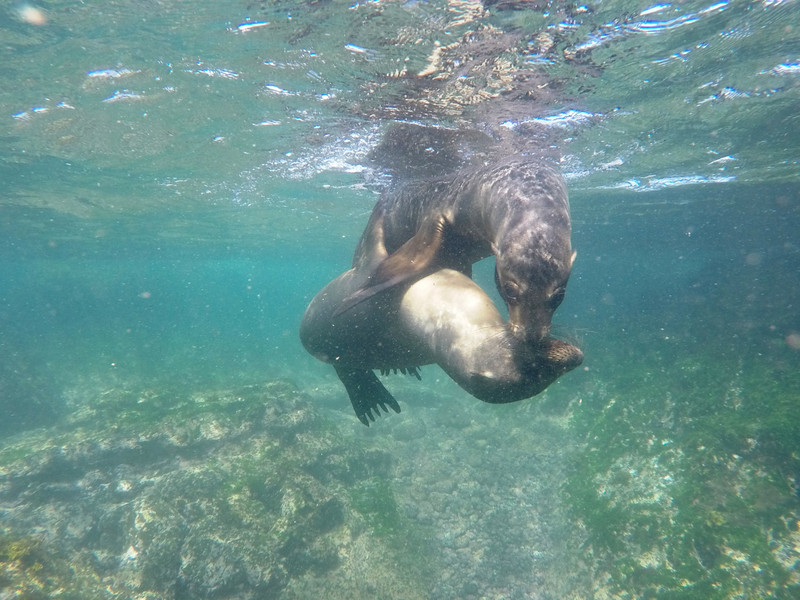 Sea lions, Isla Fernandina