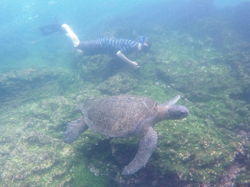 Sea turtle, Isla Fernandina