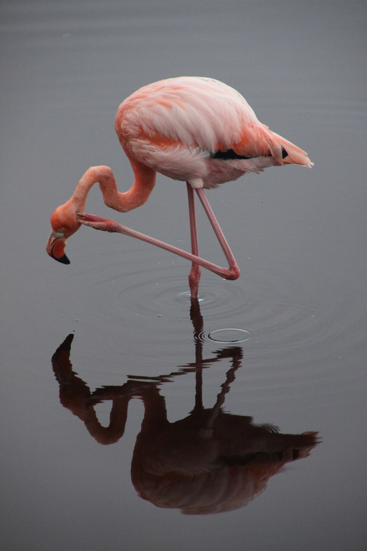 Flamingo, Isla Isabela