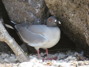Swallow-tailed gull, Isla Genovesa 