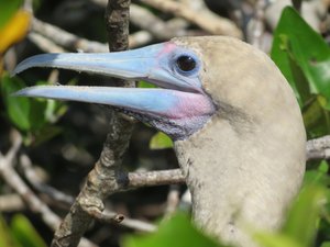 Red-footed booby, Isla Genovesa 