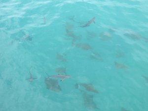 Black-tip sharks and rays, Isla Santa Cruz