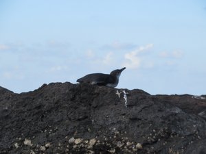 Penguin, Isla Bartolome