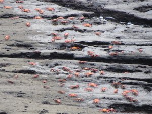 Crabs, Isla Bartolome