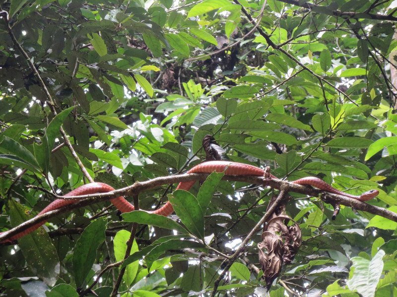 Black-headed calico snake, Cuyabeno Wildlife Reserve
