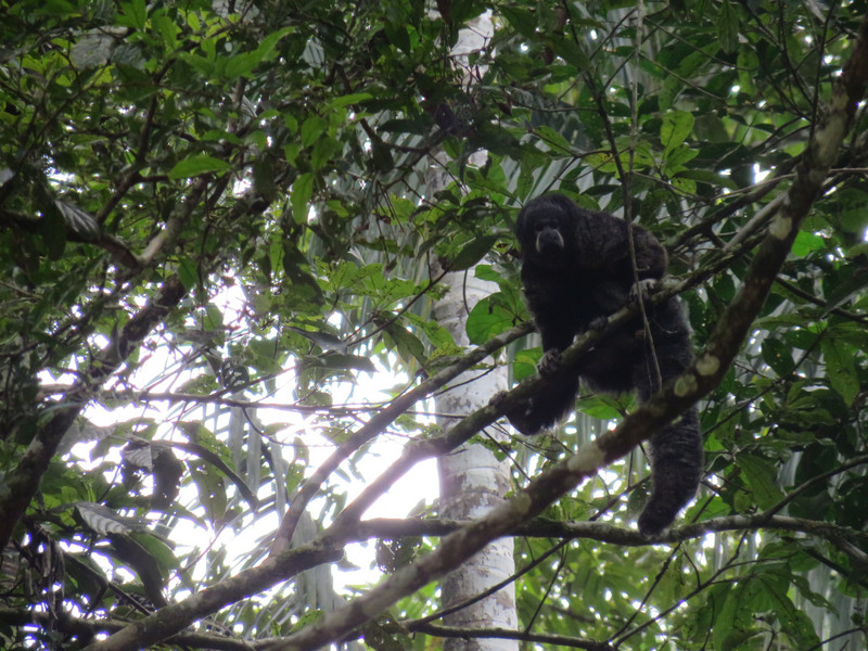 Monk saki monkey, Cuyabeno Wildlife Reserve