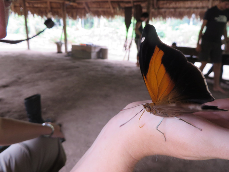 Butterfly, Cuyabeno Wildlife Reserve