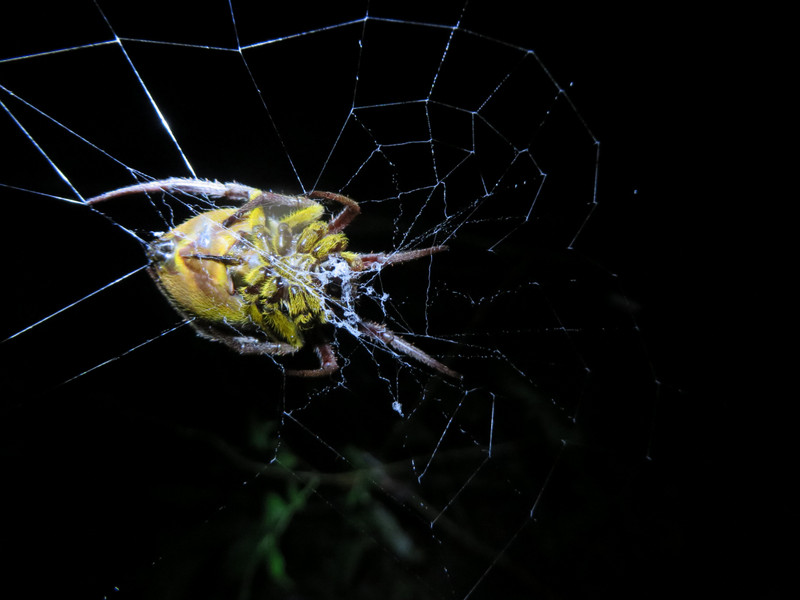 Spider, Cuyabeno Wildlife Reserve