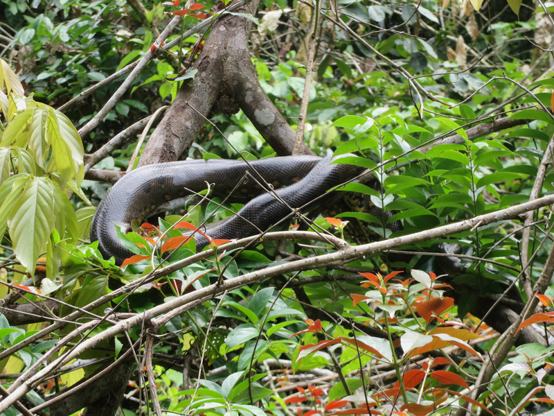 Anaconda, Cuyabeno Wildlife Reserve
