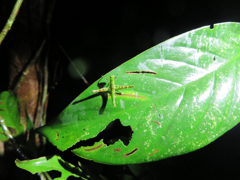 Grasshopper, Cuyabeno Wildlife Reserve