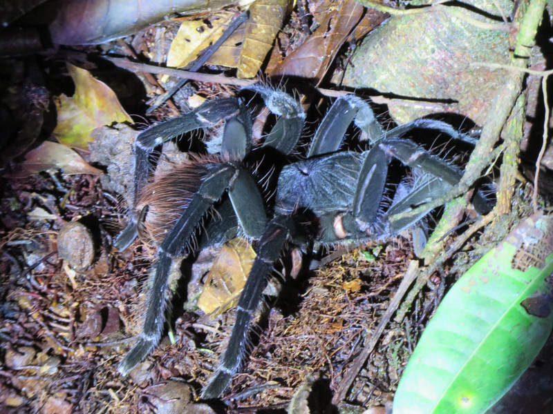 Tarantula, Cuyabeno Wildlife Reserve