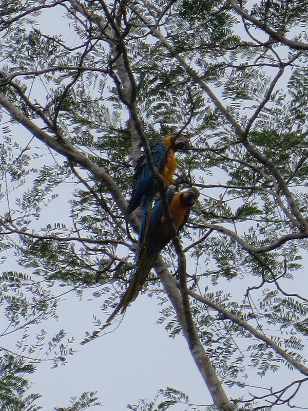 Blue and Yellow Macaws, Cuyabeno Wildlife Reserve