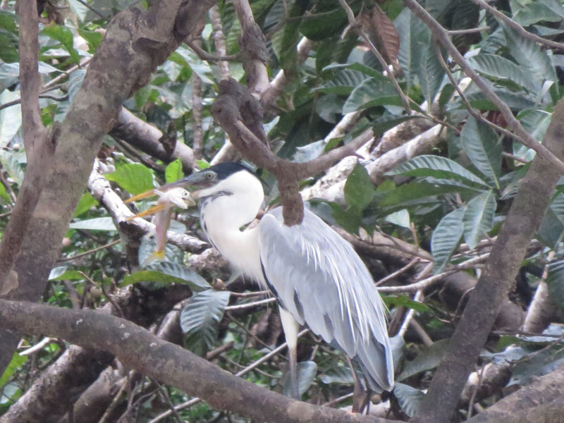 Cocoi heron, Cuyabeno Wildlife Reserve