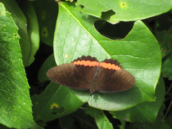 Butterfly, Jinotega